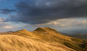Preview wallpaper field, slope, ears, sky