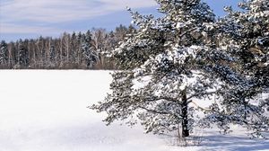 Preview wallpaper field, snow, snowdrifts, trees