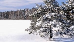 Preview wallpaper field, snow, snowdrifts, trees