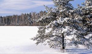 Preview wallpaper field, snow, snowdrifts, trees