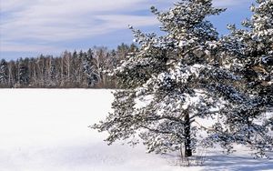 Preview wallpaper field, snow, snowdrifts, trees