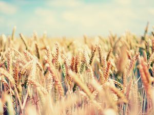 Preview wallpaper field, spikes, sky, bright, mellow