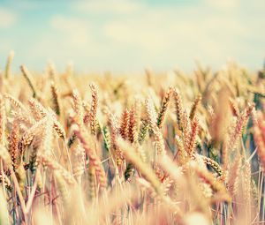 Preview wallpaper field, spikes, sky, bright, mellow