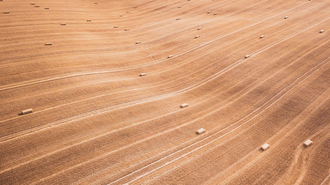 Wallpaper field, stripes, lines, dry