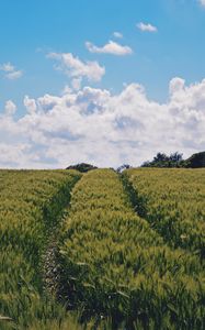 Preview wallpaper field, summer, sky, plants, green