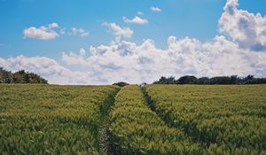 Preview wallpaper field, summer, sky, plants, green