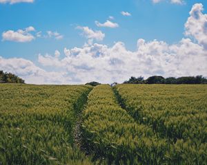 Preview wallpaper field, summer, sky, plants, green