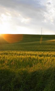 Preview wallpaper field, sun, light, rye, summer, decline