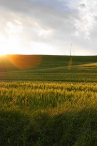 Preview wallpaper field, sun, light, rye, summer, decline