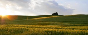 Preview wallpaper field, sun, light, rye, summer, decline