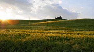 Preview wallpaper field, sun, light, rye, summer, decline