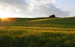 Preview wallpaper field, sun, light, rye, summer, decline