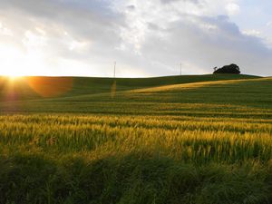 Preview wallpaper field, sun, light, rye, summer, decline