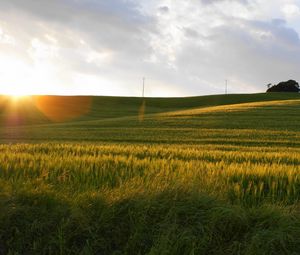 Preview wallpaper field, sun, light, rye, summer, decline