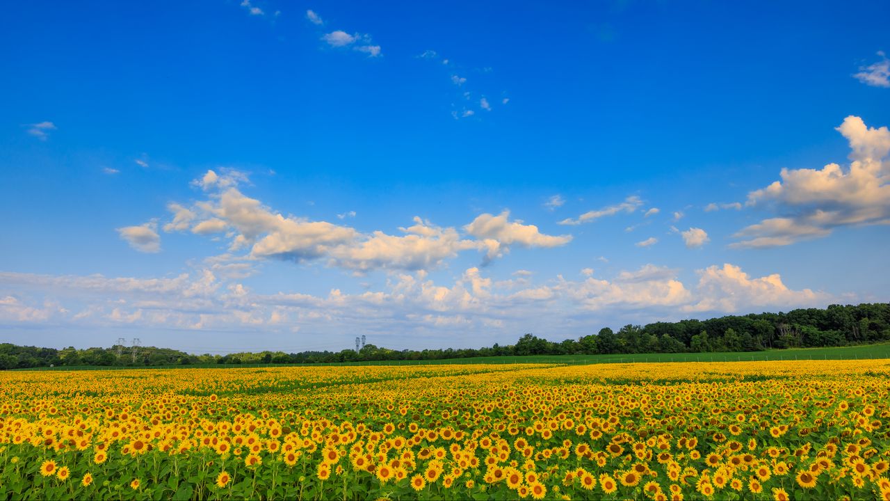 Wallpaper field, sunflowers, flowers, landscape, nature