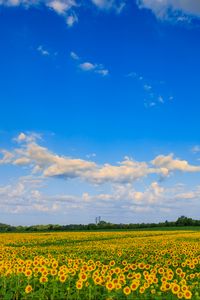 Preview wallpaper field, sunflowers, flowers, landscape, nature