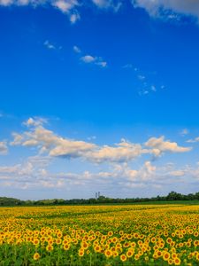 Preview wallpaper field, sunflowers, flowers, landscape, nature