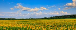 Preview wallpaper field, sunflowers, flowers, landscape, nature