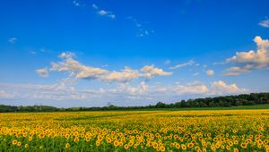 Preview wallpaper field, sunflowers, flowers, landscape, nature