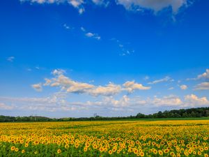 Preview wallpaper field, sunflowers, flowers, landscape, nature