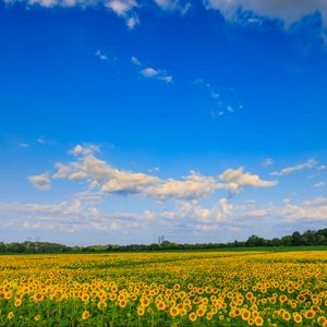 Preview wallpaper field, sunflowers, flowers, landscape, nature