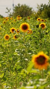 Preview wallpaper field, sunflowers, grass, sky