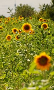 Preview wallpaper field, sunflowers, grass, sky