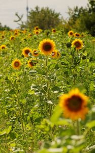 Preview wallpaper field, sunflowers, grass, sky