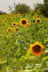 Preview wallpaper field, sunflowers, grass, sky