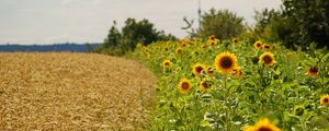 Preview wallpaper field, sunflowers, grass, sky