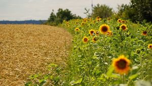 Preview wallpaper field, sunflowers, grass, sky