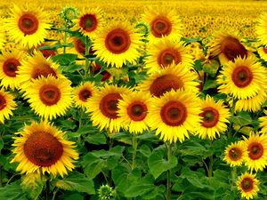 Preview wallpaper field, sunflowers, landscape