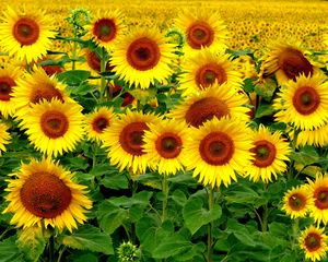 Preview wallpaper field, sunflowers, landscape