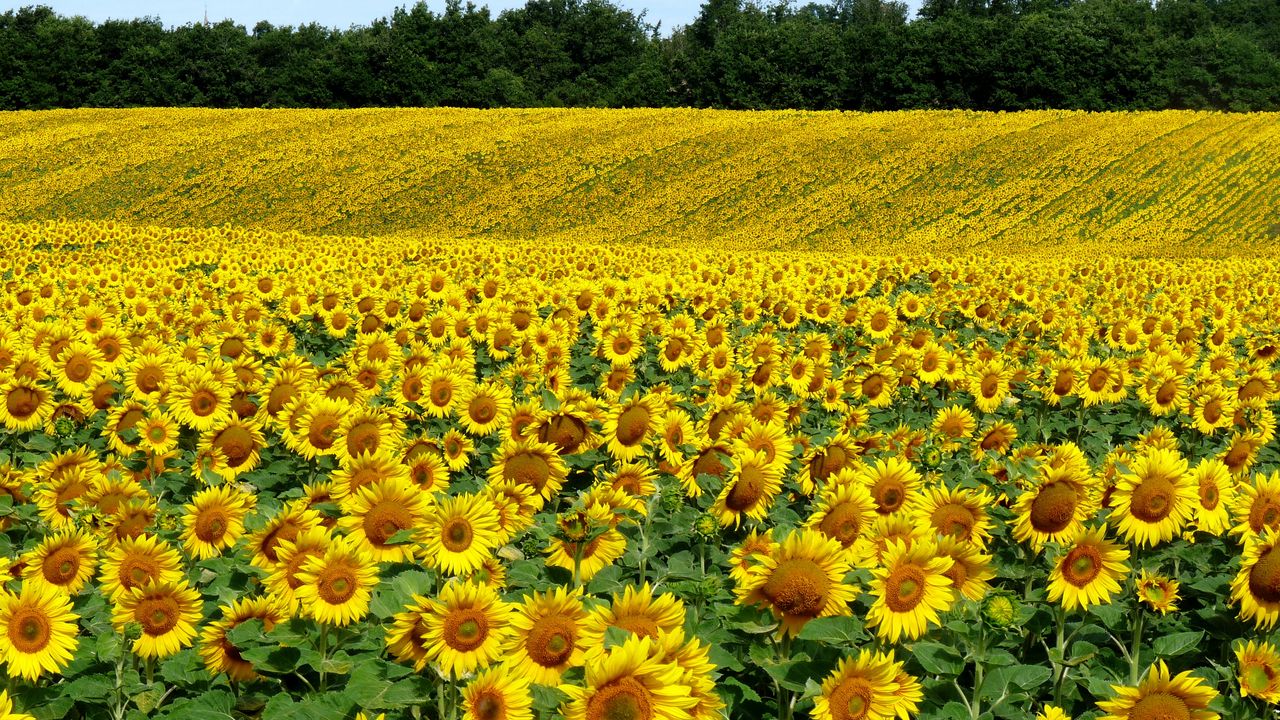 Wallpaper field, sunflowers, landscape, summer