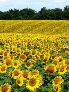 Preview wallpaper field, sunflowers, landscape, summer