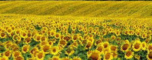 Preview wallpaper field, sunflowers, landscape, summer