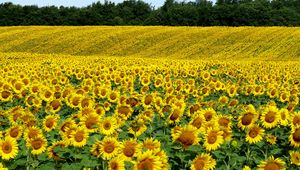 Preview wallpaper field, sunflowers, landscape, summer