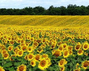 Preview wallpaper field, sunflowers, landscape, summer