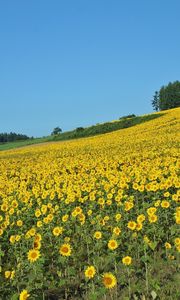 Preview wallpaper field, sunflowers, summer, slope, economy, culture