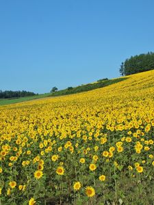 Preview wallpaper field, sunflowers, summer, slope, economy, culture