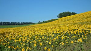 Preview wallpaper field, sunflowers, summer, slope, economy, culture