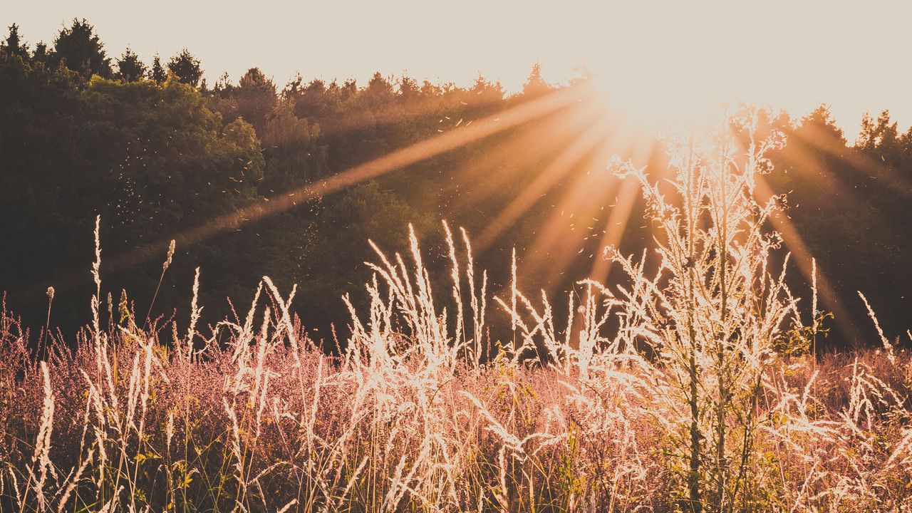 Wallpaper field, sunlight, sunset, grass