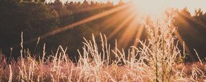 Preview wallpaper field, sunlight, sunset, grass