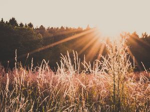 Preview wallpaper field, sunlight, sunset, grass