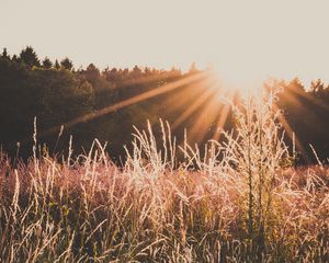 Preview wallpaper field, sunlight, sunset, grass