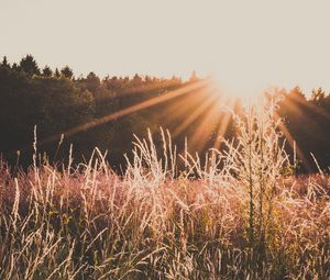 Preview wallpaper field, sunlight, sunset, grass