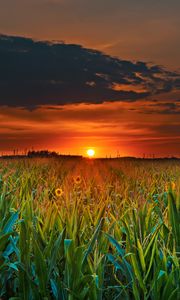 Preview wallpaper field, sunset, clouds