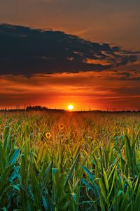 Preview wallpaper field, sunset, clouds