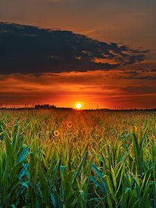 Preview wallpaper field, sunset, clouds