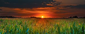 Preview wallpaper field, sunset, clouds